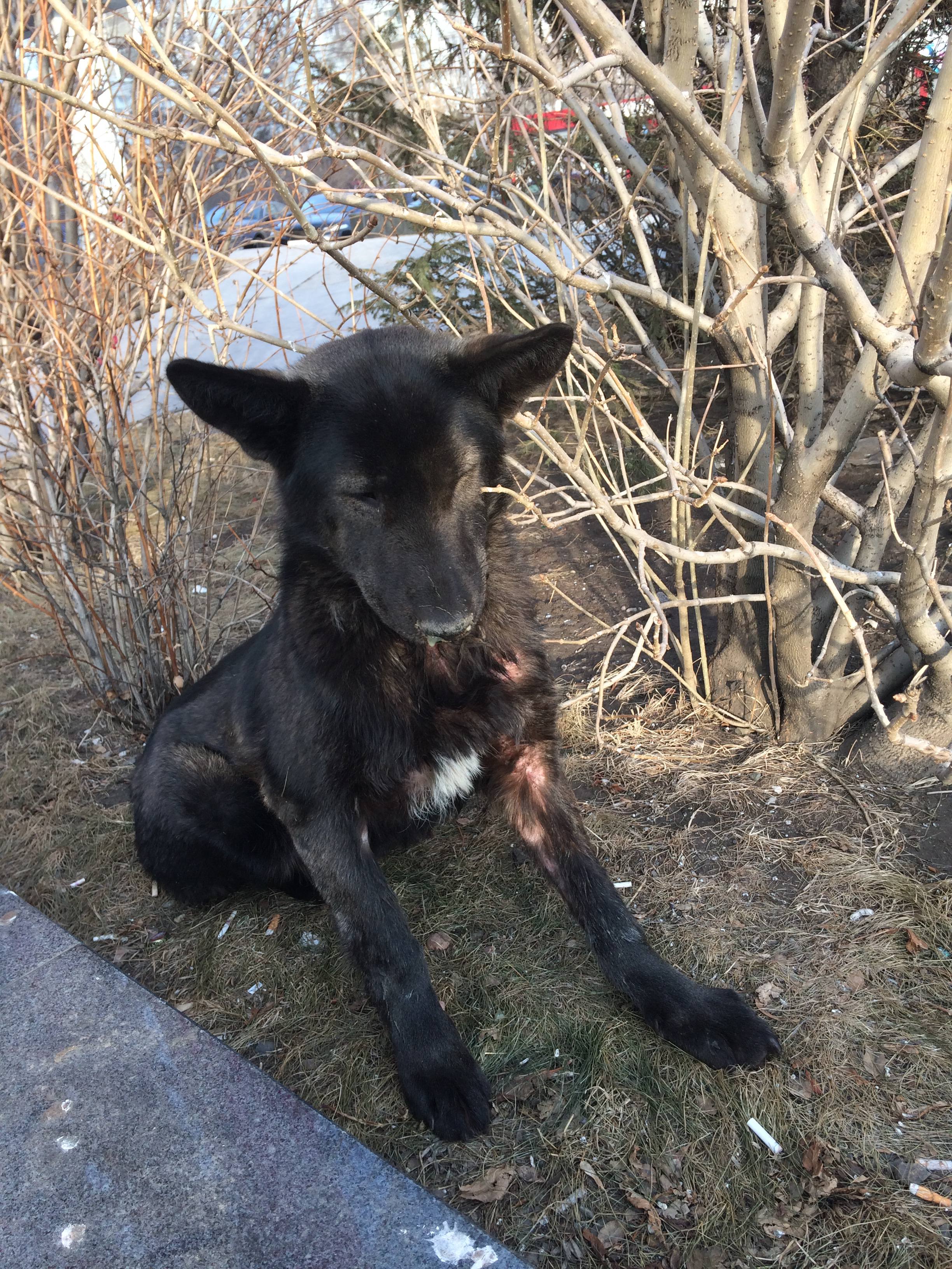 Помогите вылечить собачку!!!