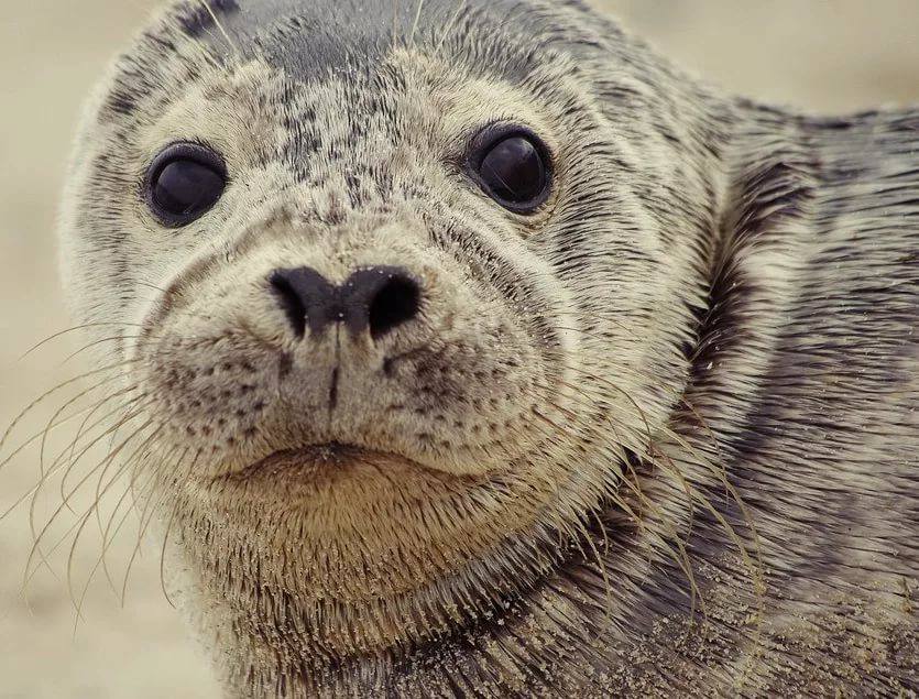 Спасаем детенышей серого тюленя на Балтике