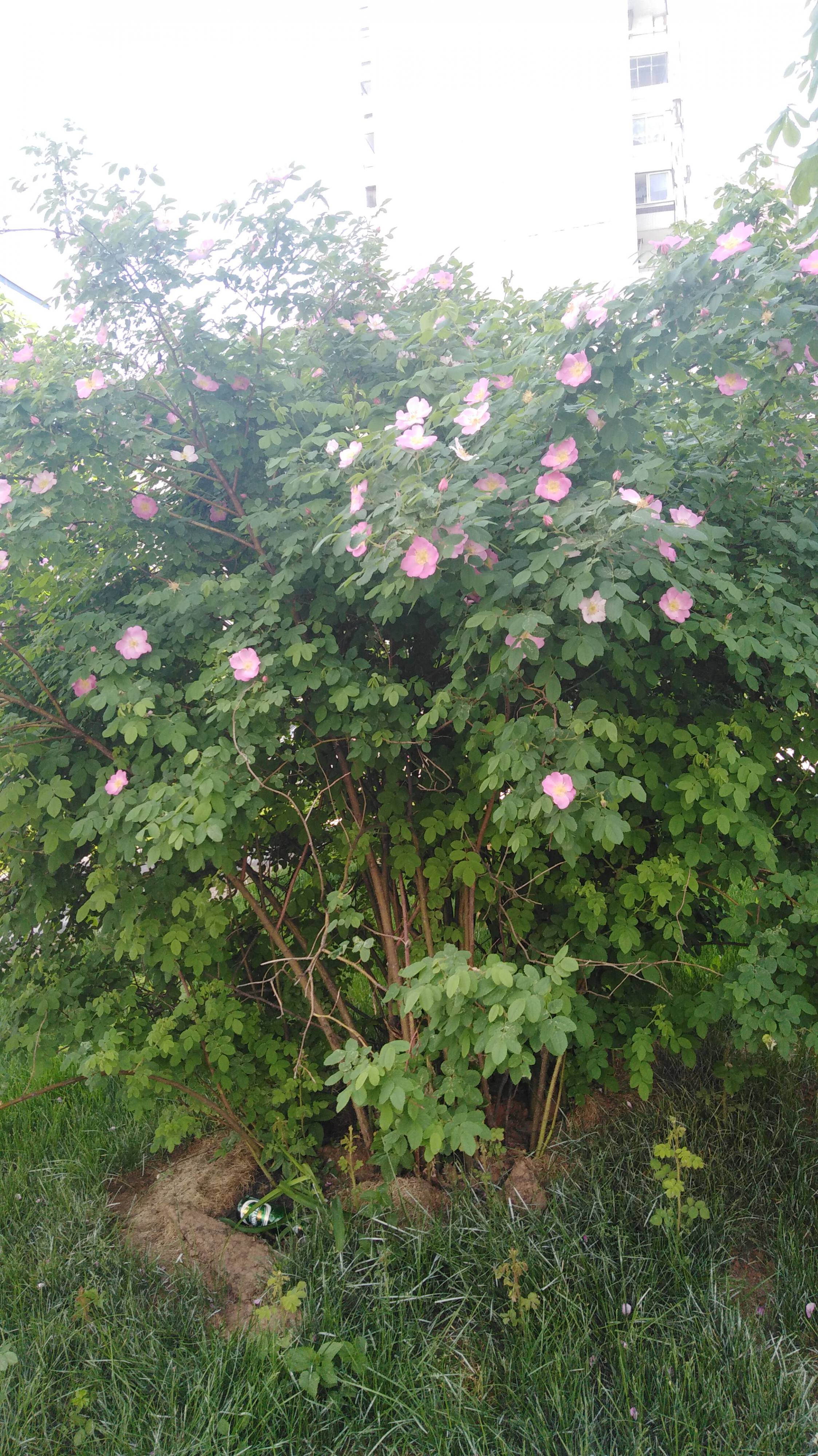 Не хватает на дорогу.