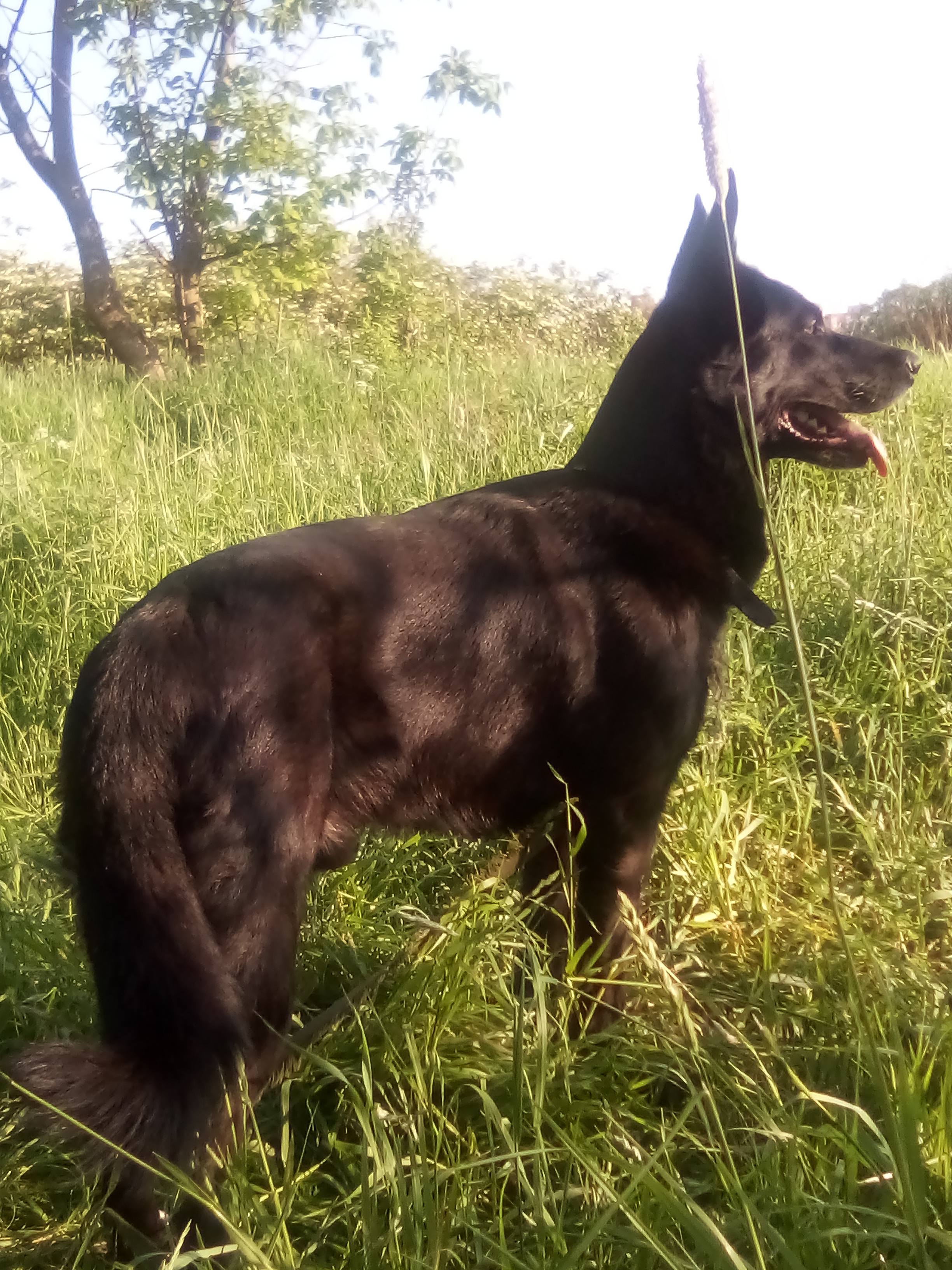 помогите спасти собаку!