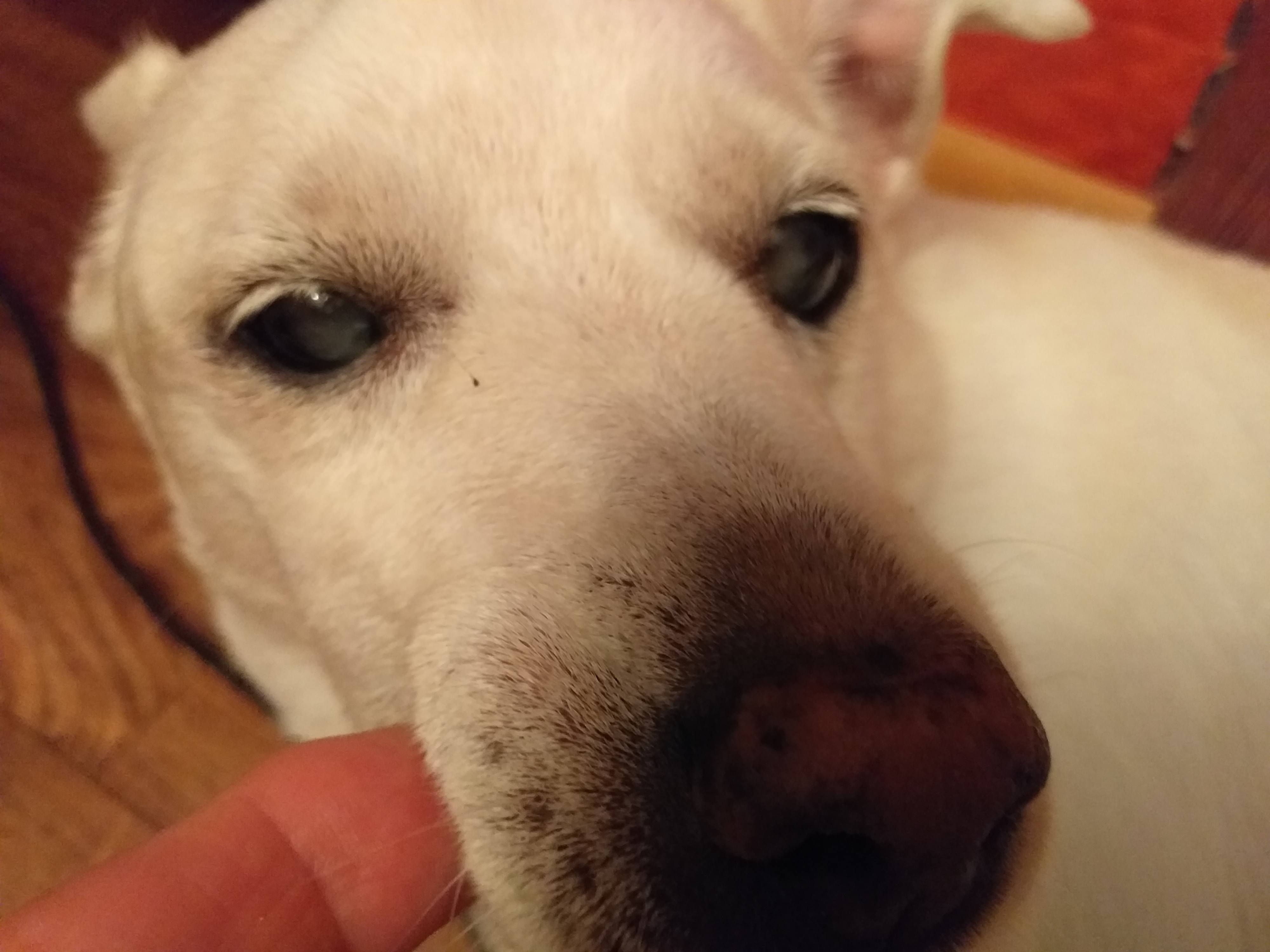 Спасти Лизу