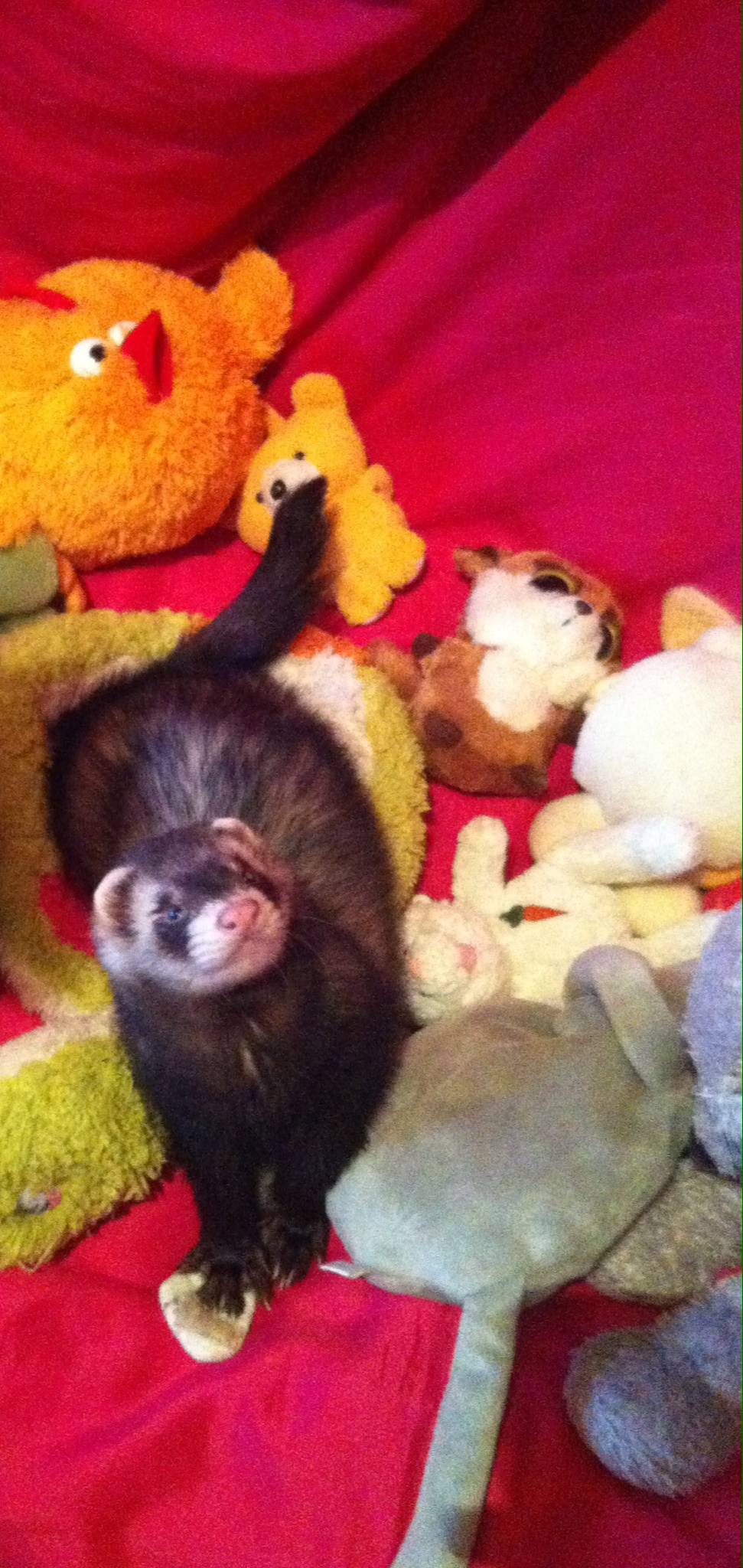 Прошу помощи на еду для 11 хорьков