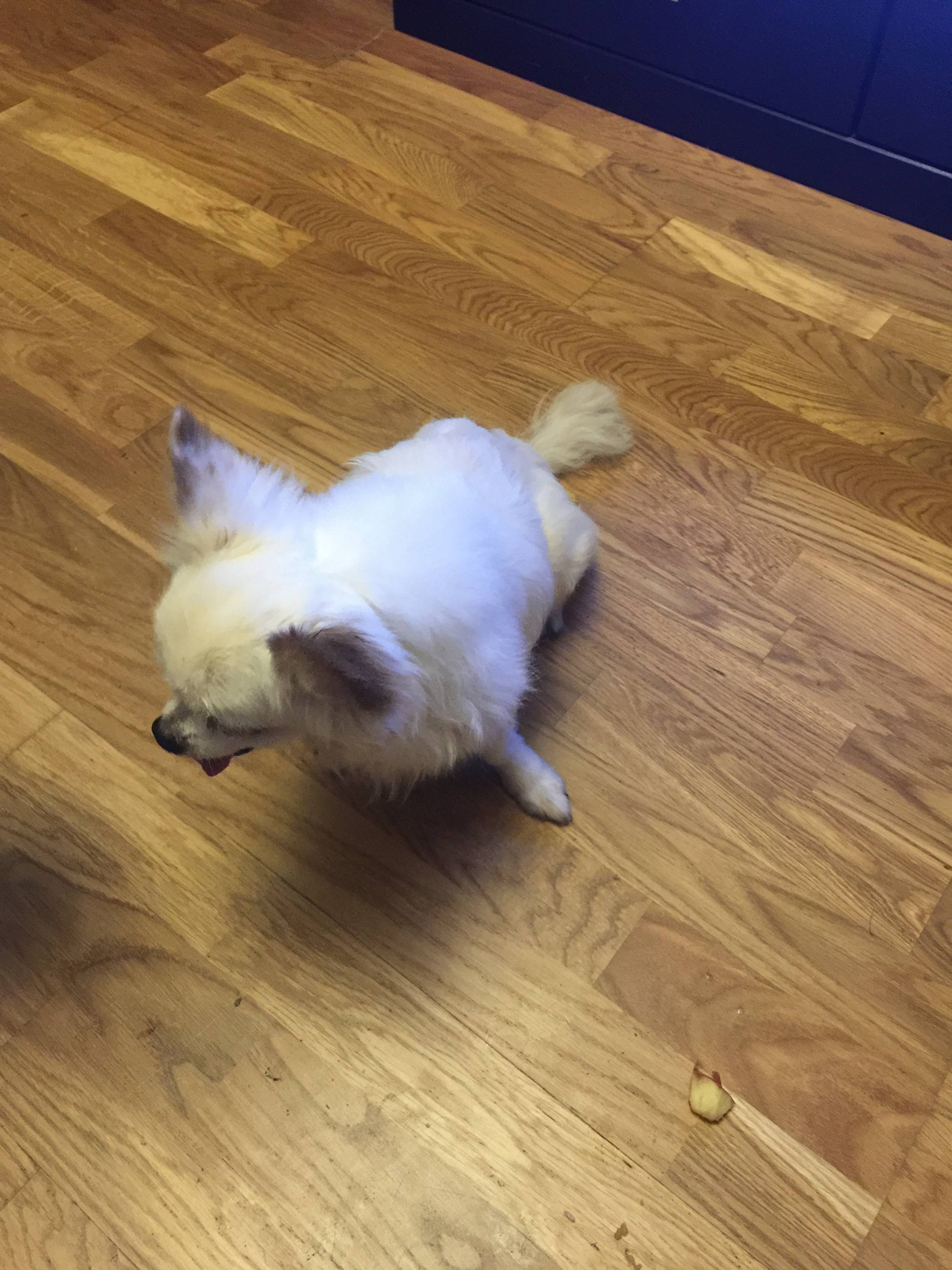 Помогите малышу,которого бросили хозяева (