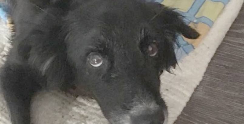 Помогите моему псу !!! Пожалуйста ....