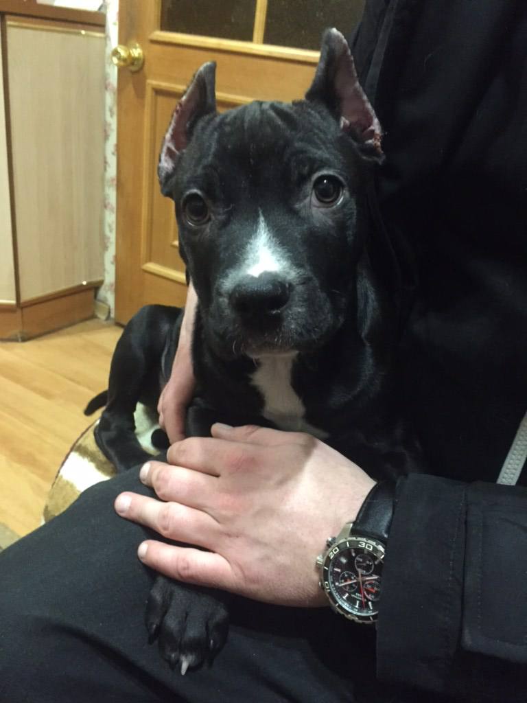 Нужно 30.000р на щенка