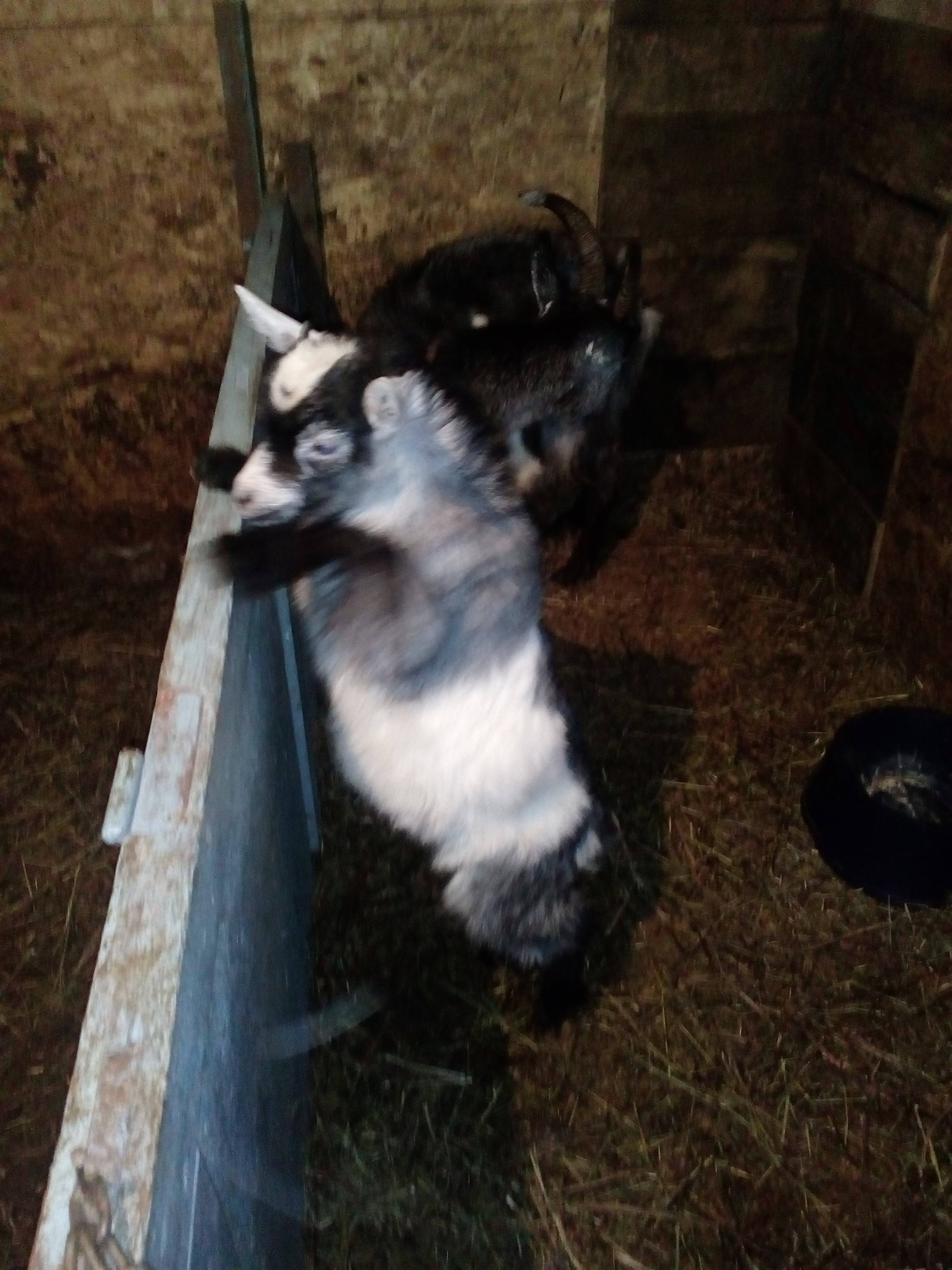 Погасить долги и закупить корма для коз