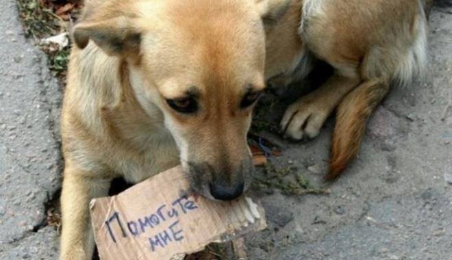 Помогаю бездомным животным
