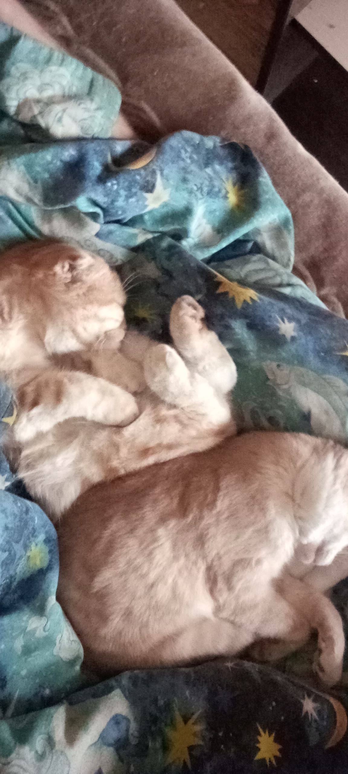 Жить охото(