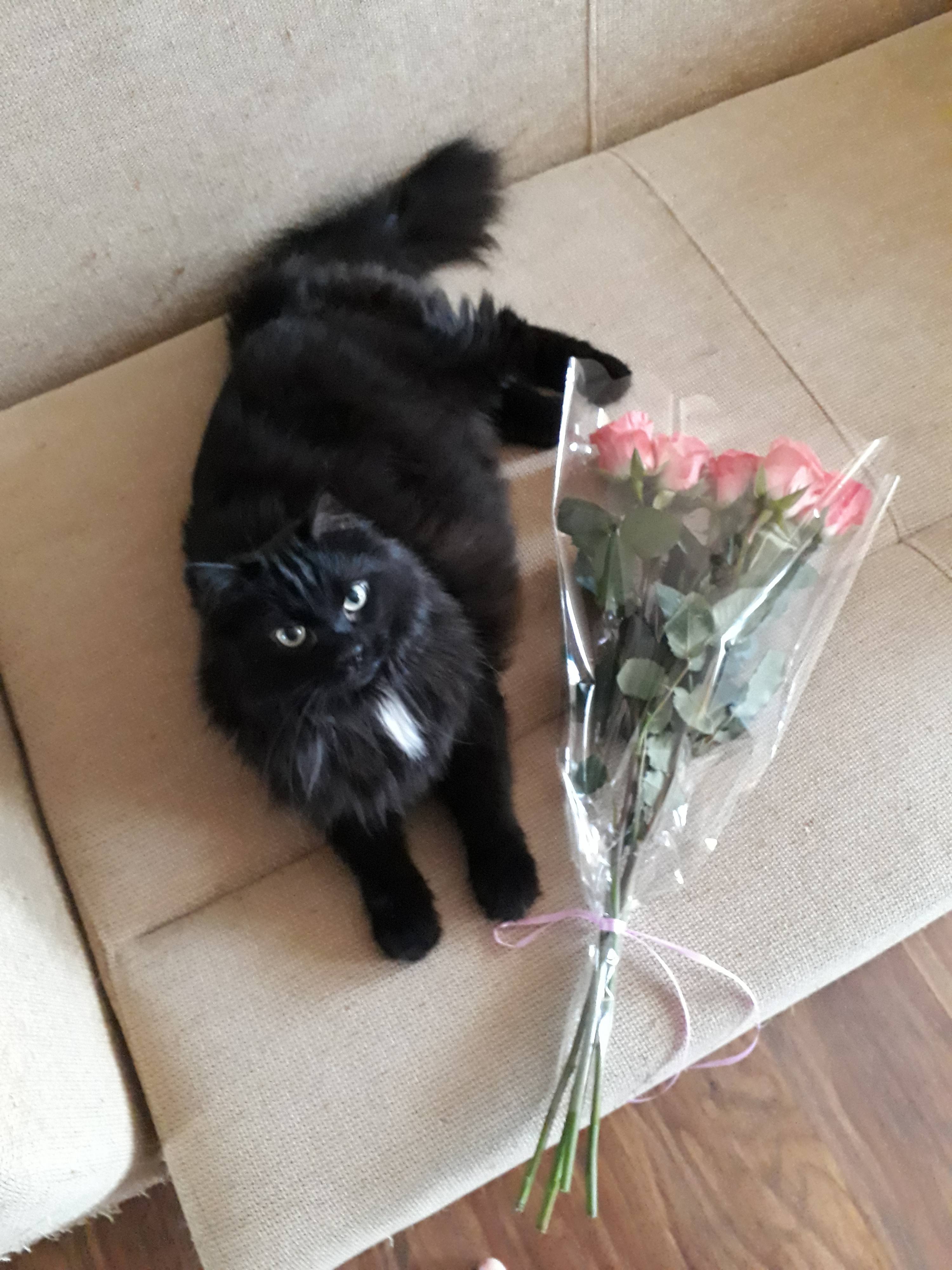 Нужны деньги на лечение котика Сенькт