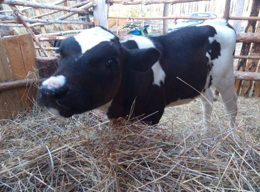 На технику кто сколько может