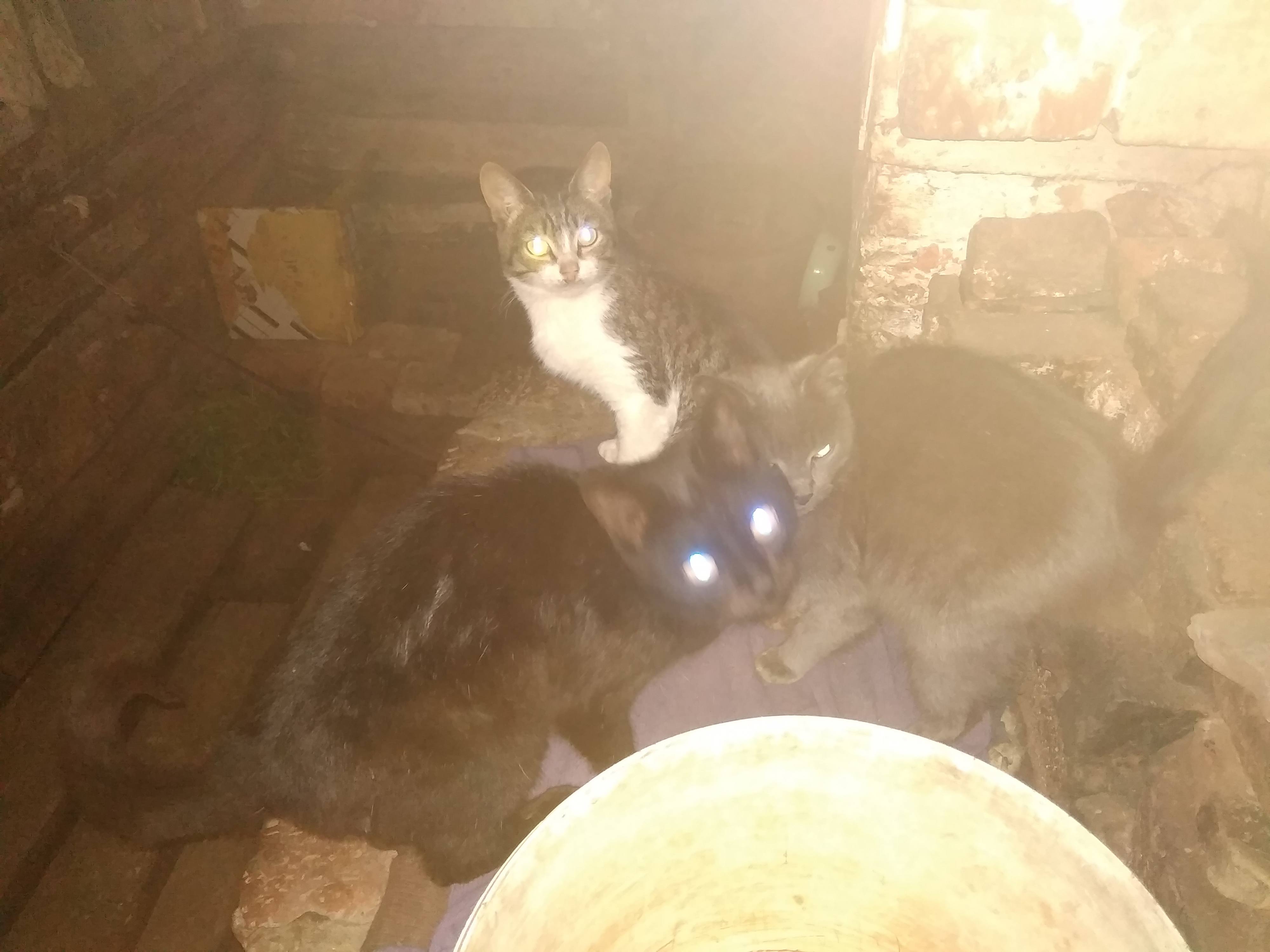 Оказался в нужде, а животные ждут еды…..