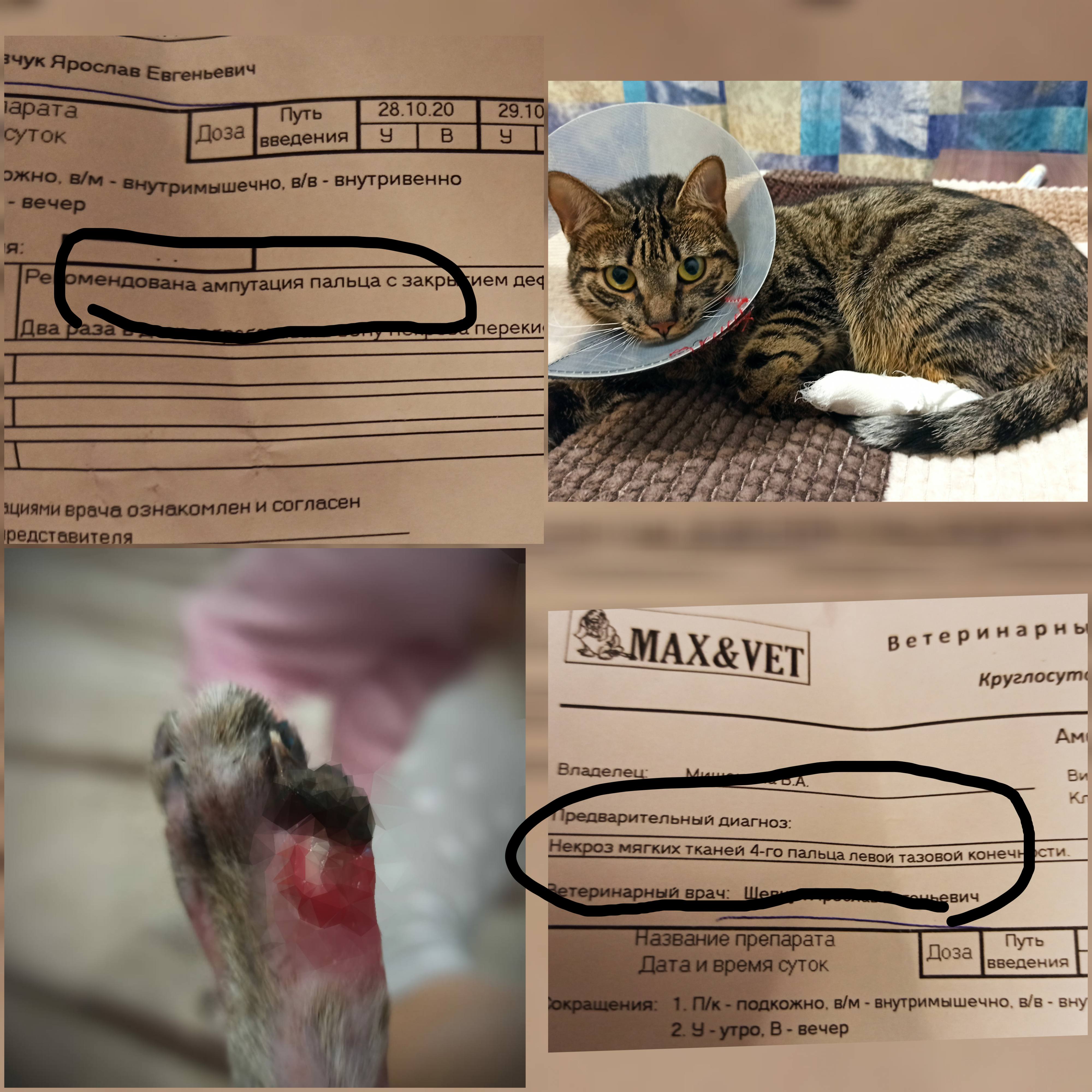 Материальная помощь на операцию кошке