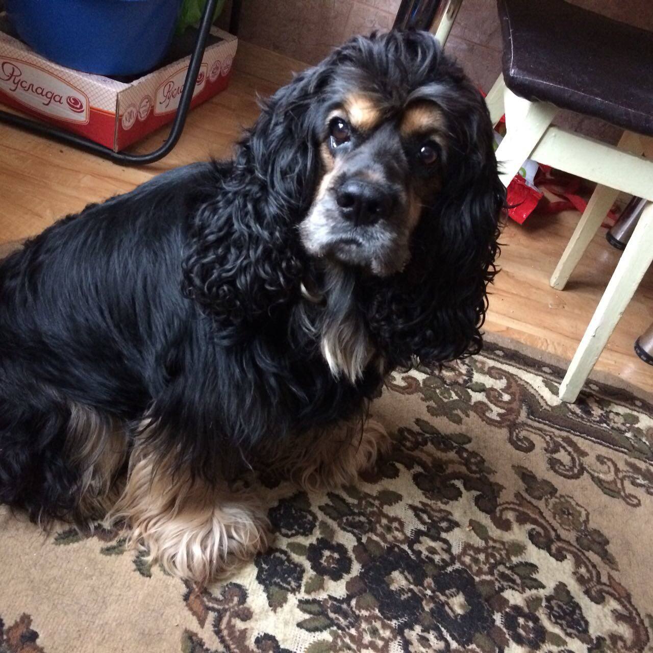 Хочу помочь своему четвероногому другу!