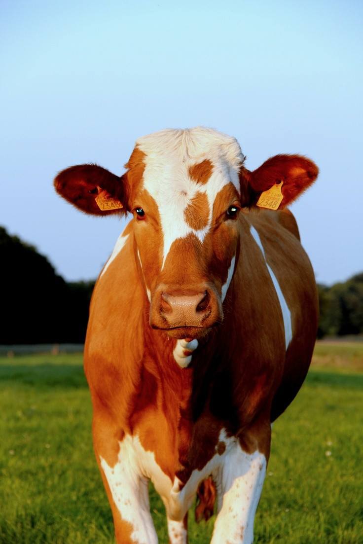 Мечтаю купить корову.