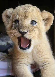 Мечтаю погасить долг