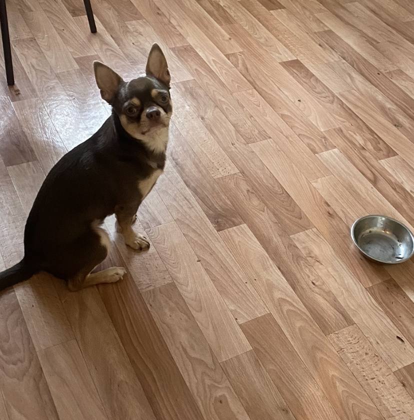 Помогите собаке едой(