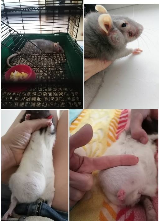 На операцию крыс