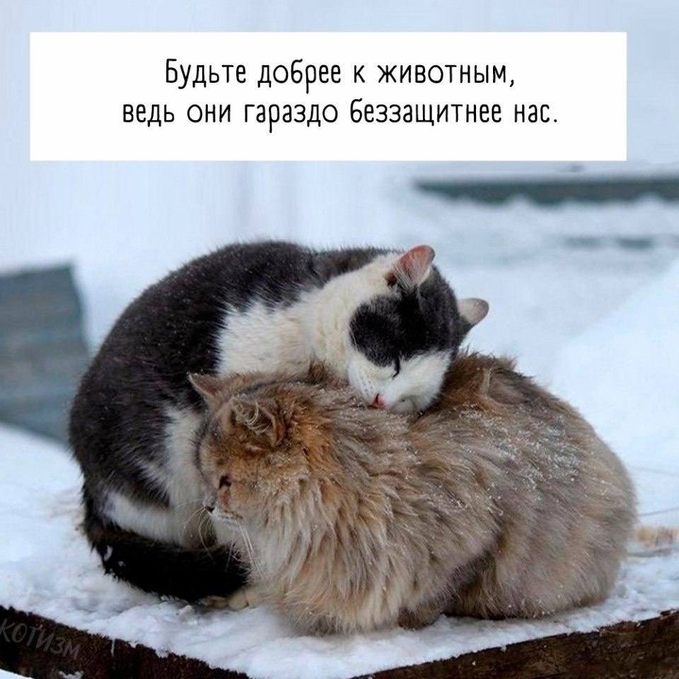 Помогите наполнить мисочки хвостиков 🐾🆘🐱