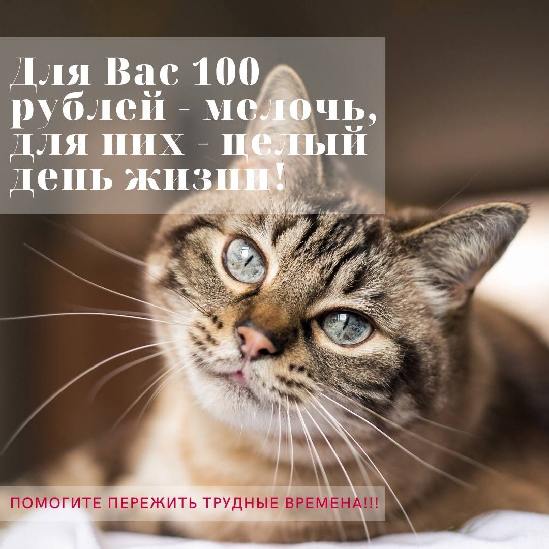 🆘Спасите от голода 🐱😭