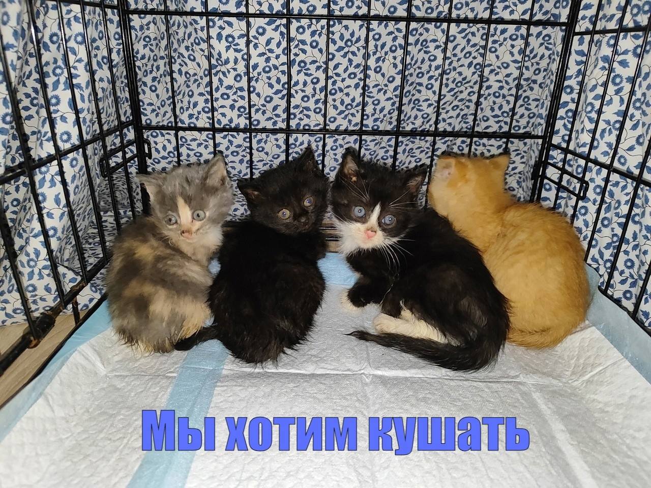 Мисочки котят пусты 😔😭🐱