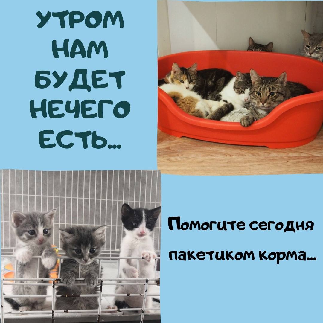 🆘Плохи наши дела🆘😺