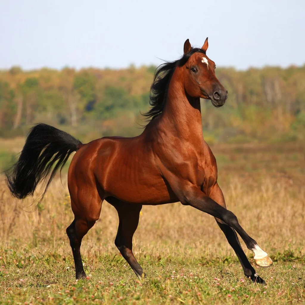 Мечтаю продолжить заниматься верховой ездой 🐎