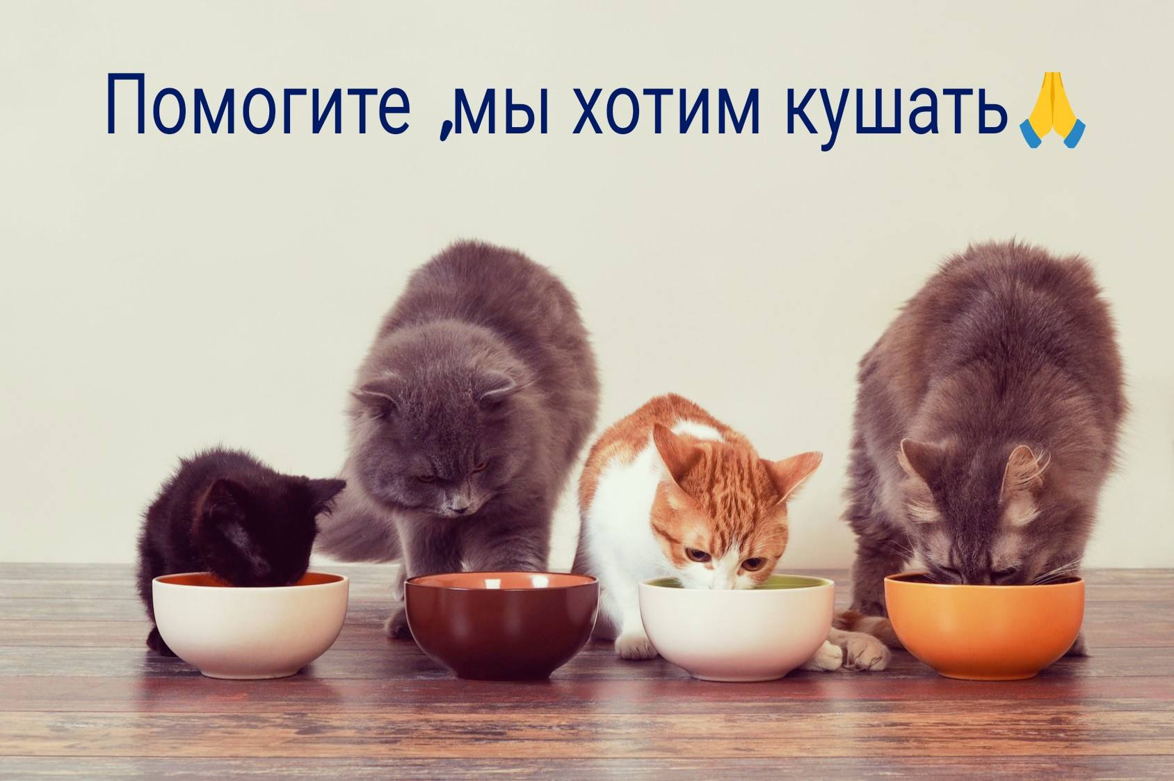 Помогите им не голодать 🙏🐾