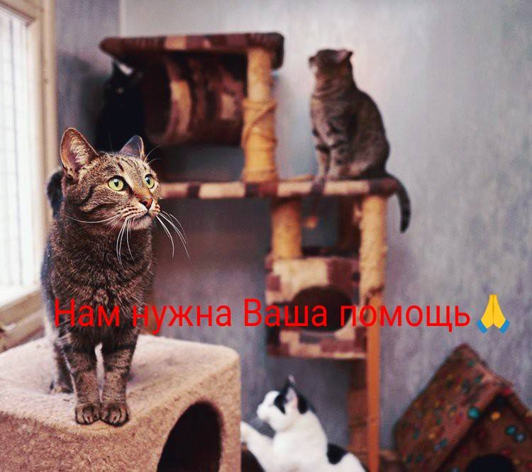 Не проходите мимо🙏🐱