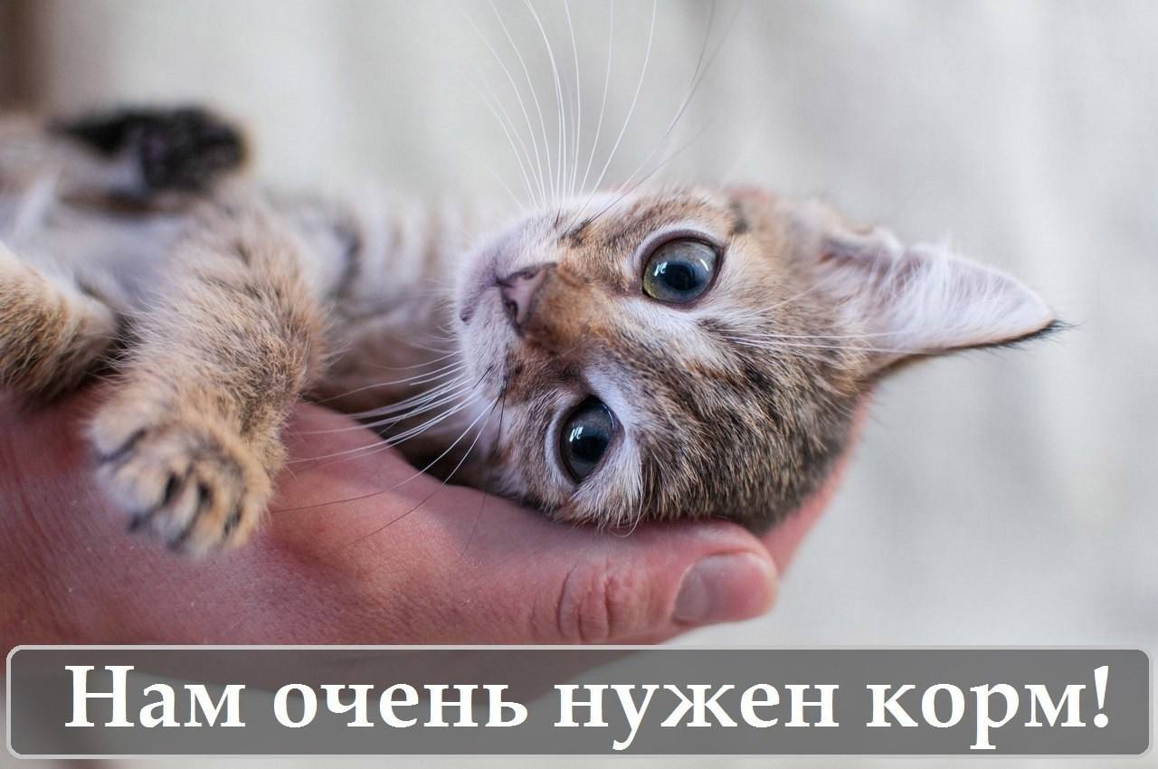 В приюте не осталось ни крошечки 🐱🥲