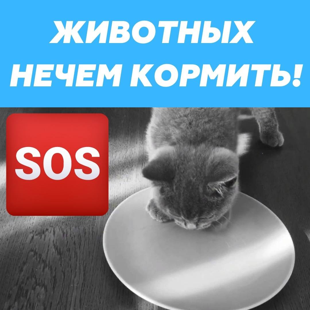 🐱🆘Помогите выжить🆘🐱