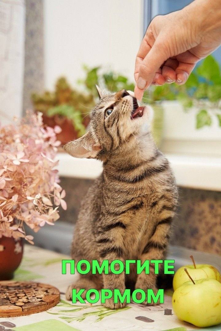 😺Мы просим помощи🙏