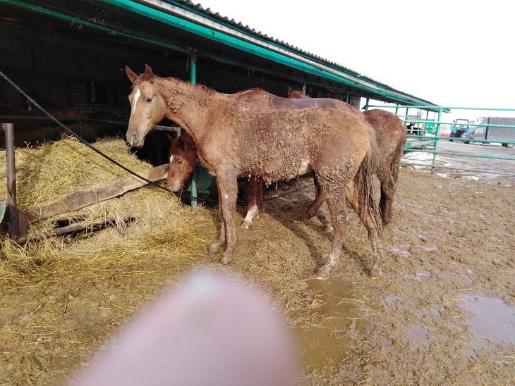 Рыжка скоро будет спасена! 😊🐴💐