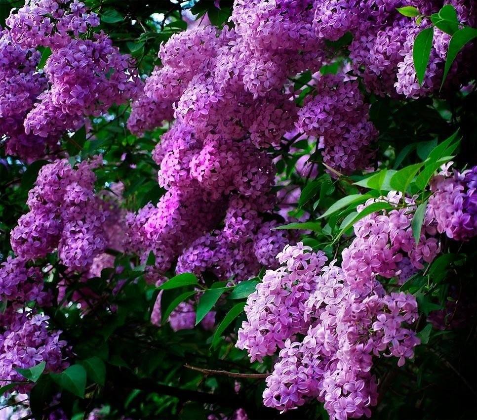 Прочитайте меня, пожалуйста.💐 Помогите 🙏🙏🙏🙏🙏