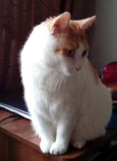 Помогите моему котику