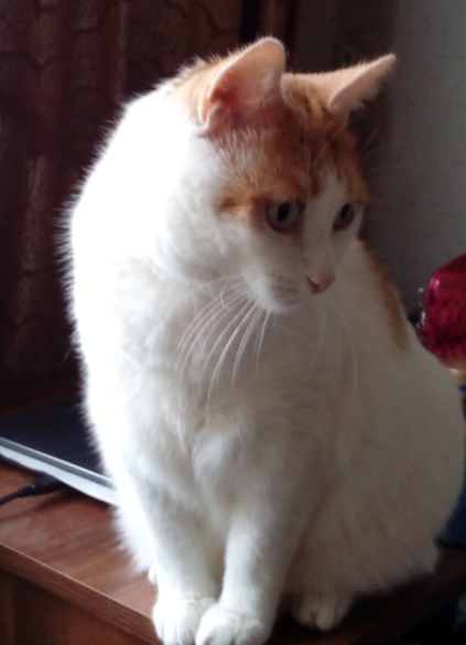 Помогите моему котику