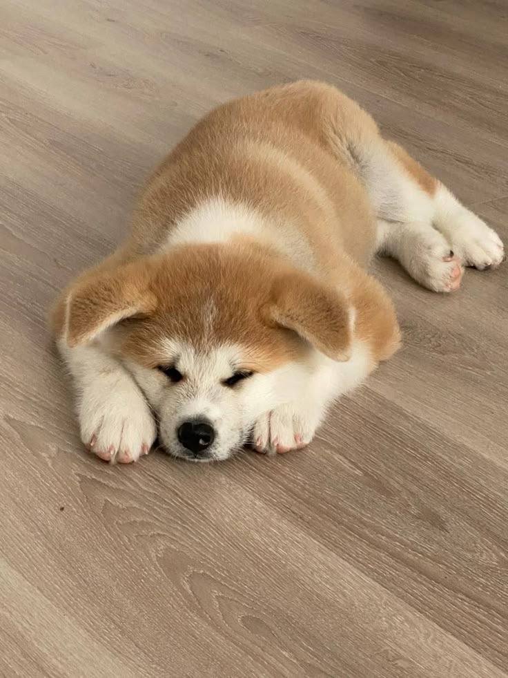 мечтаю о собаке