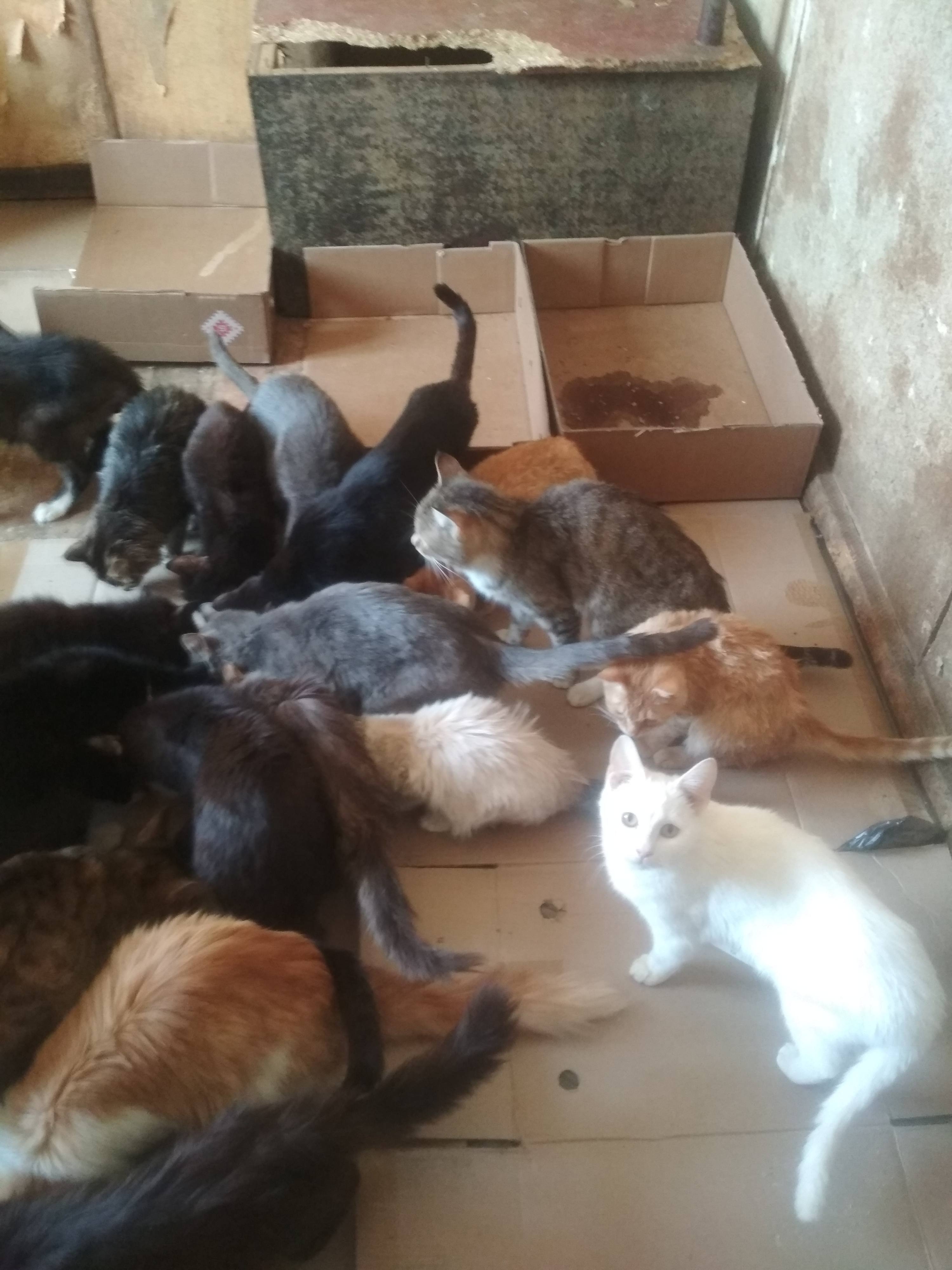 Пристроить животных в приют