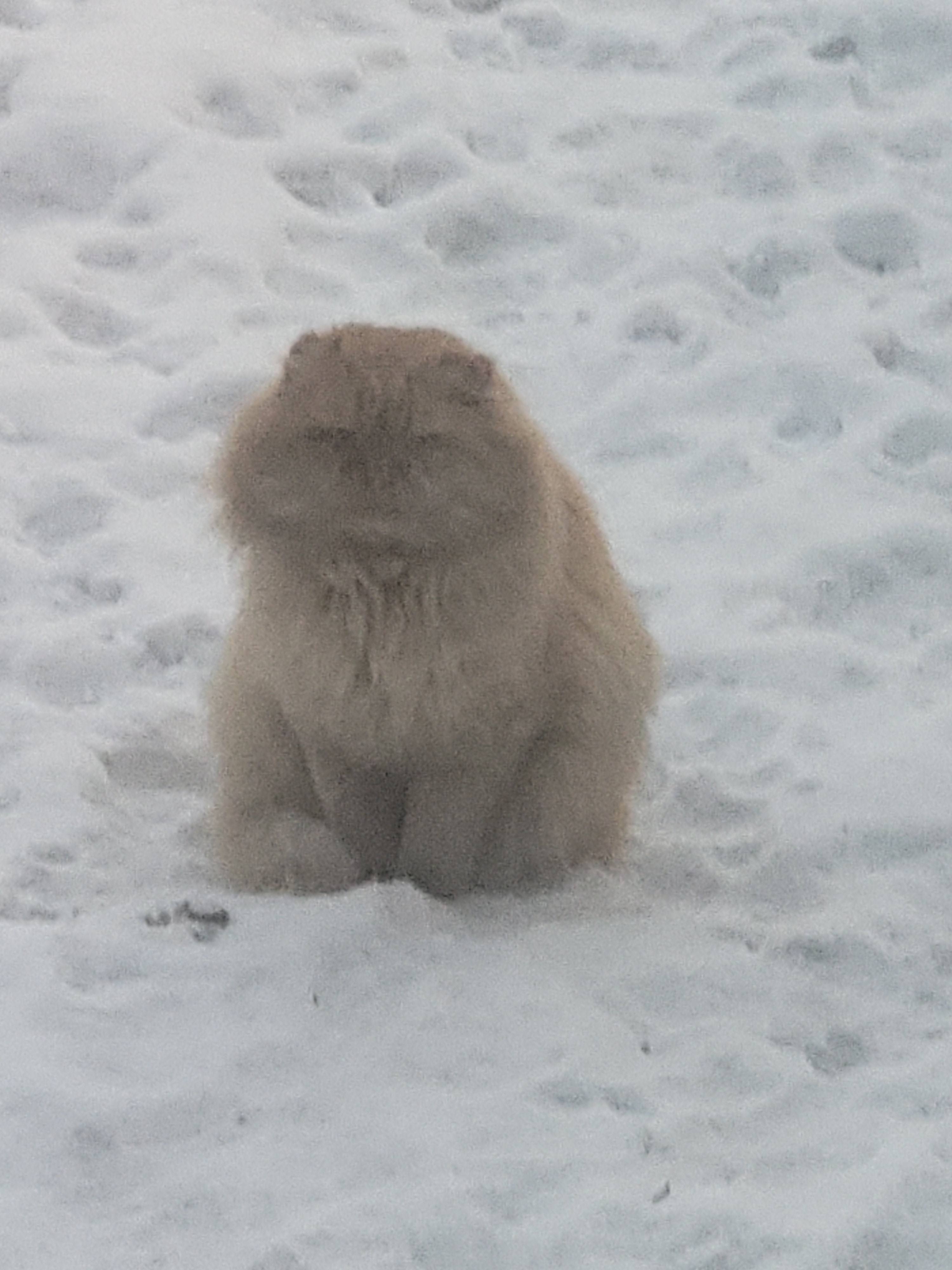 Помогаю бездомным животным