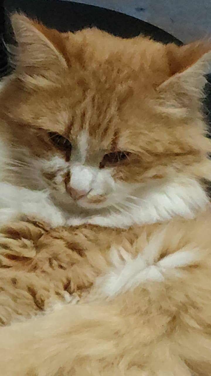 деньги на операцию своему котику