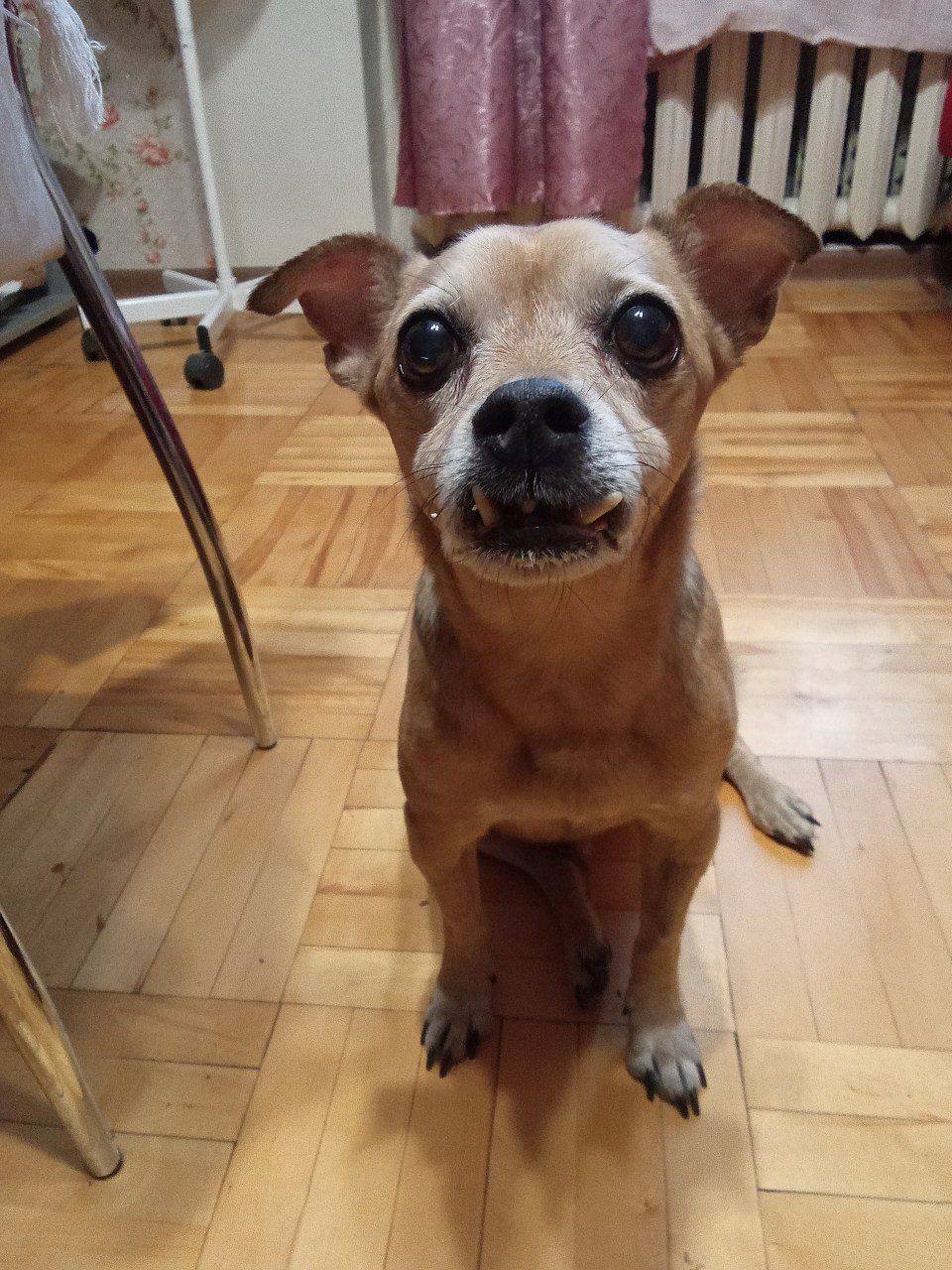 В последнем бою за жизнь: спасите Тошку от смертел