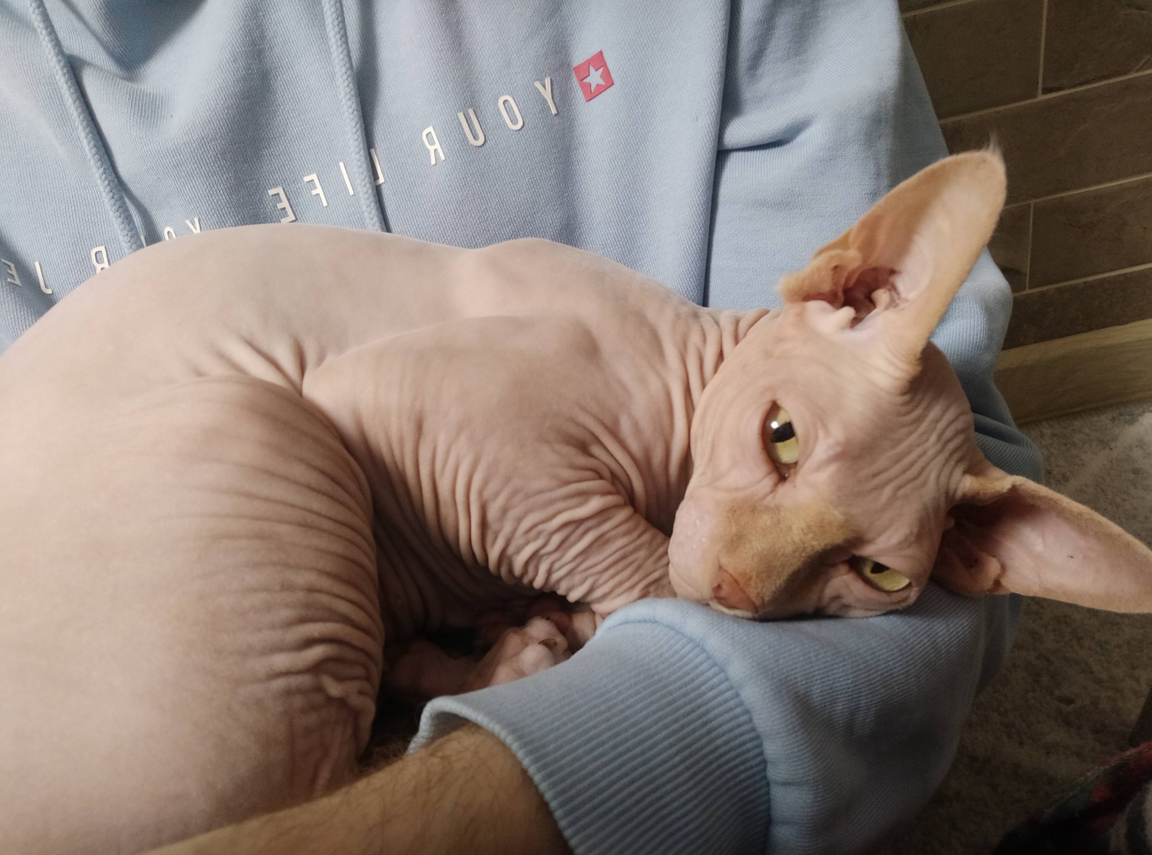 Необходимо на оплату жилья, иначе выселят с котом