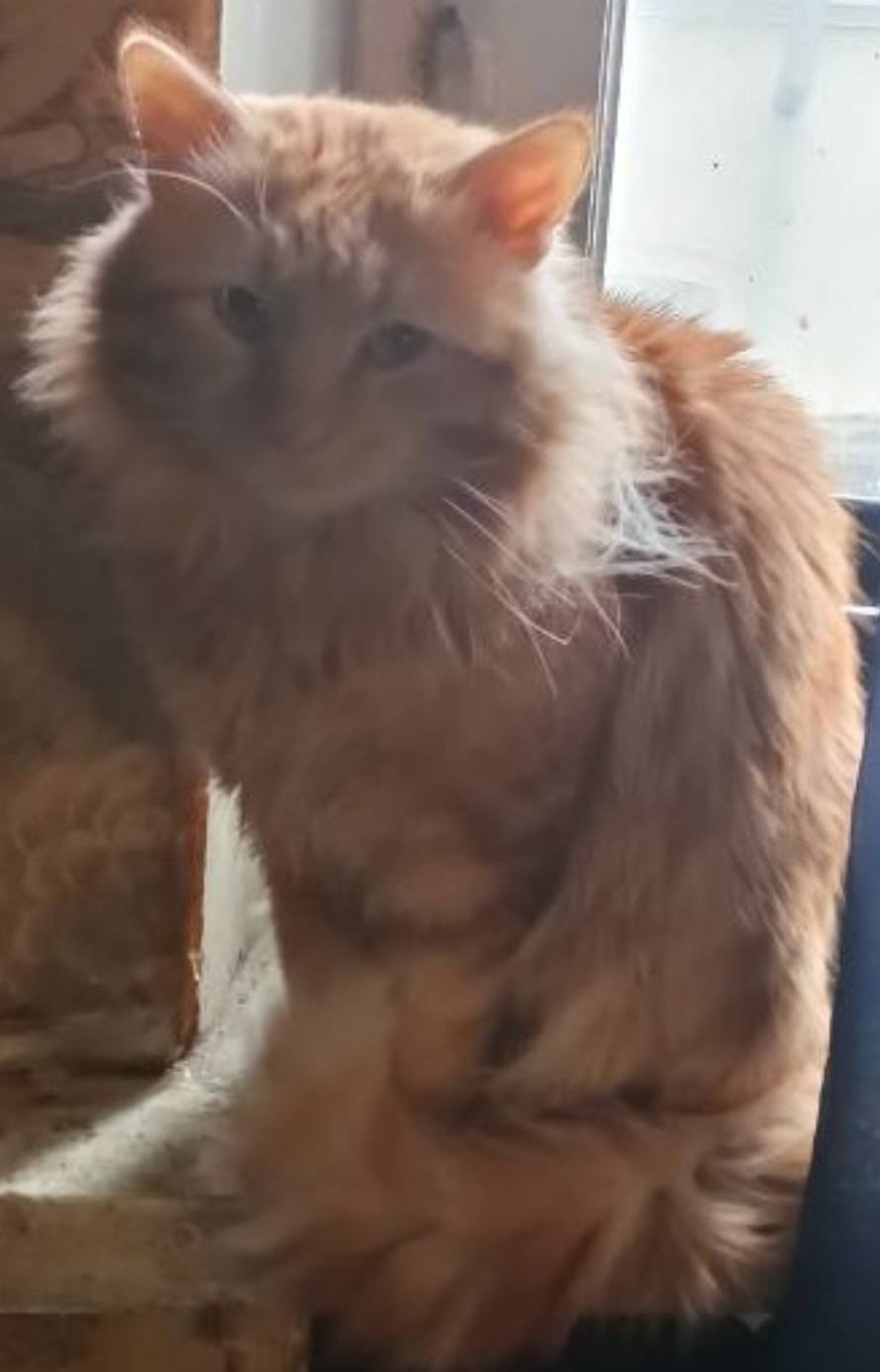 прошу оказать помощь 10 кошкам, хозяйка умерла