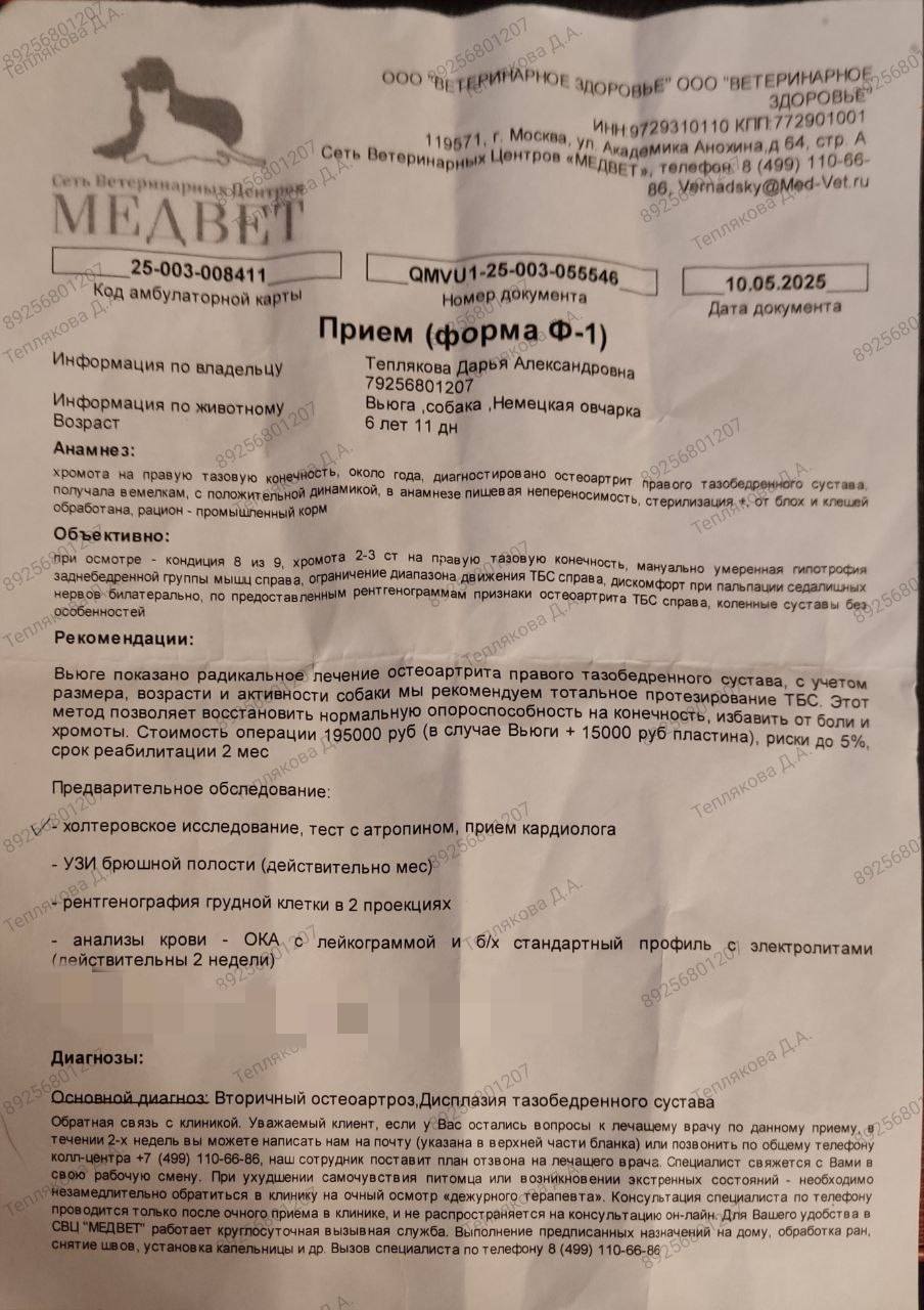 Хочу накопить на операцию своей приютской собаке