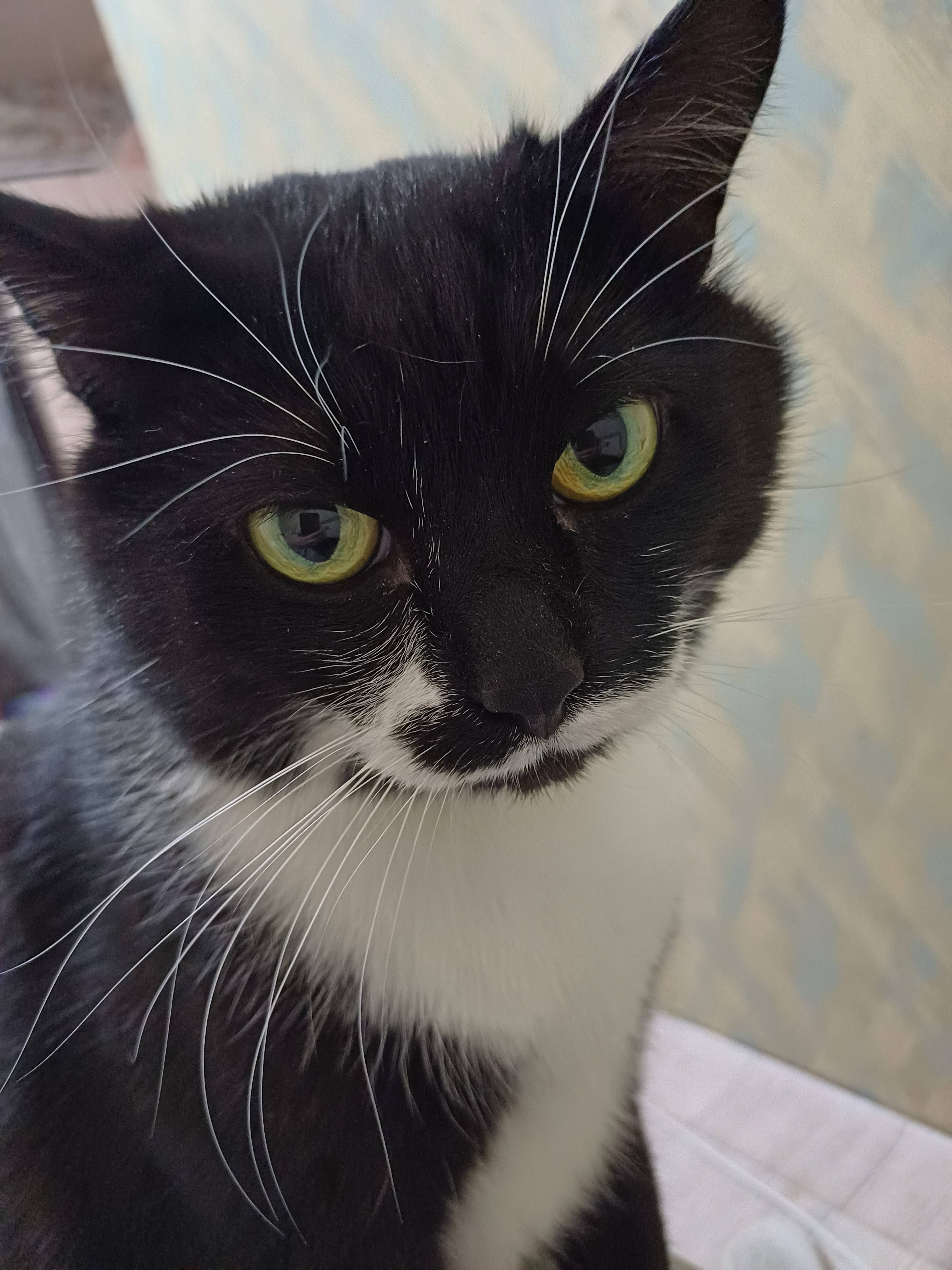 Помогите котику умоляю вас