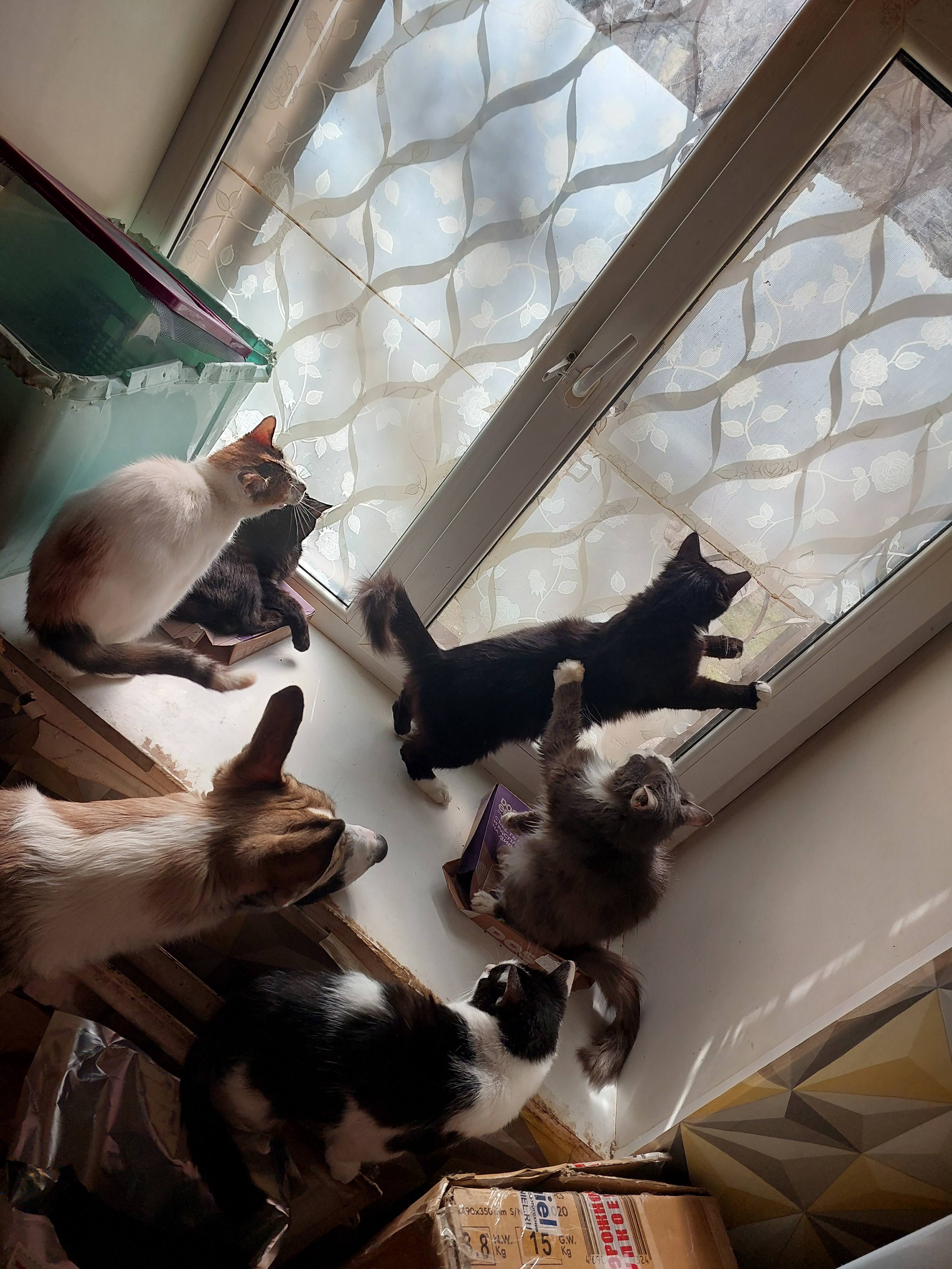 Мечтаю открыть приют для животных