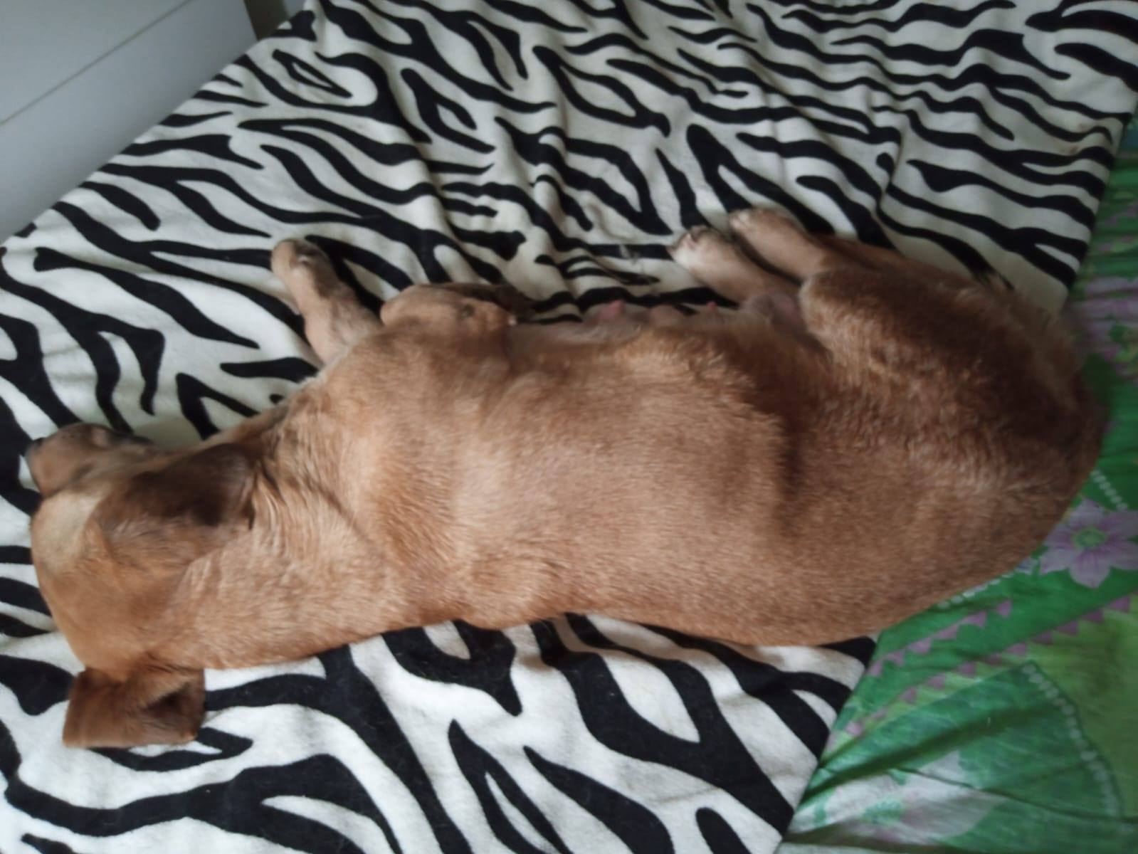 Нашли сбитую собаку.