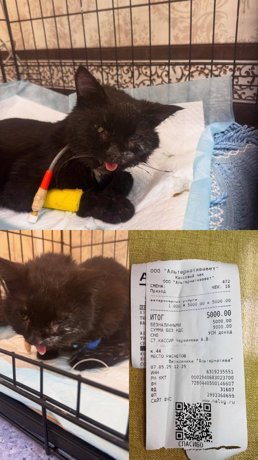 Помощь животным