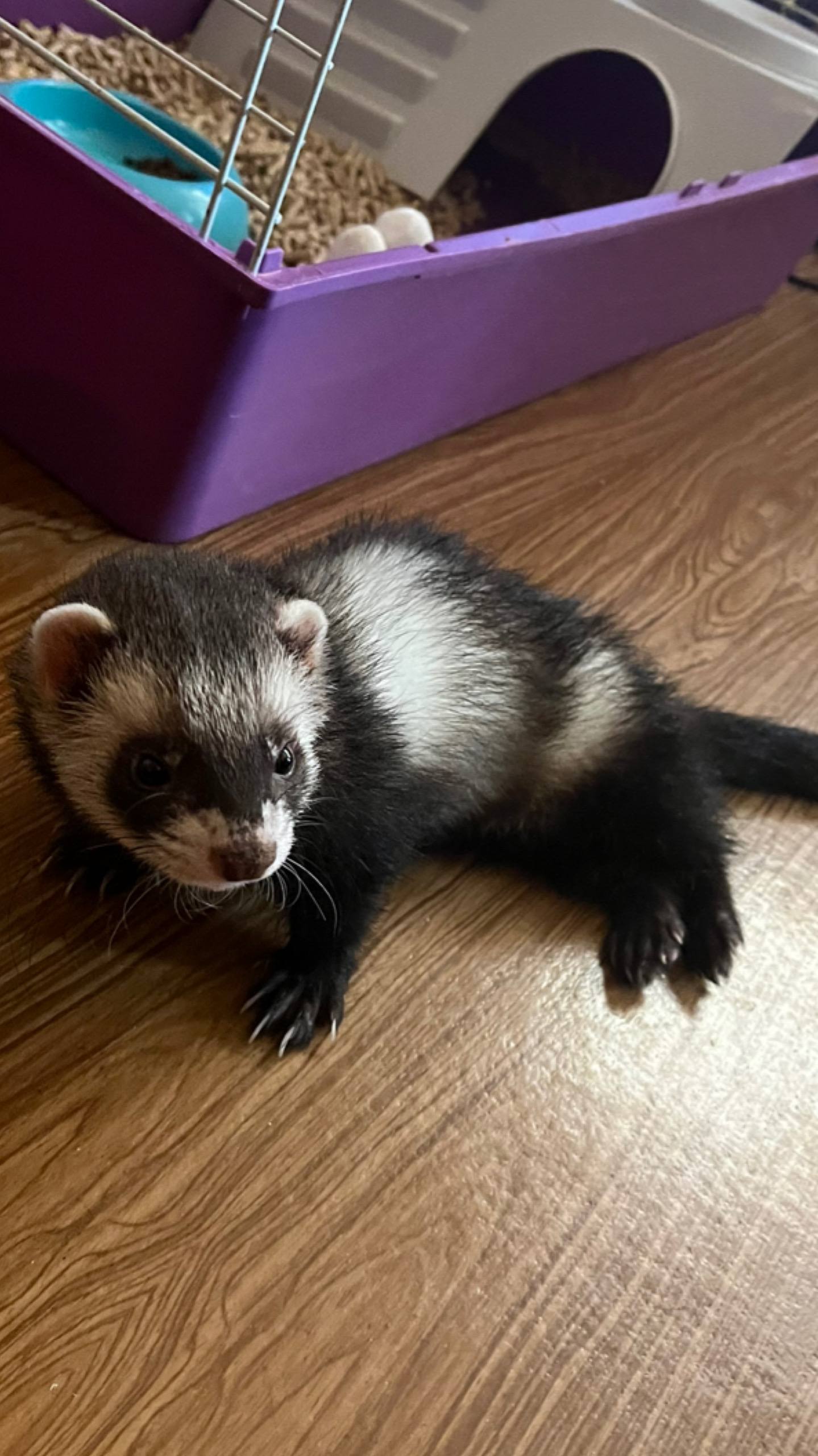 На лечение болеющему хорьку