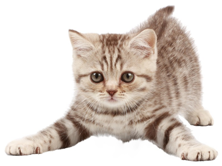 Мечтаю о котенке