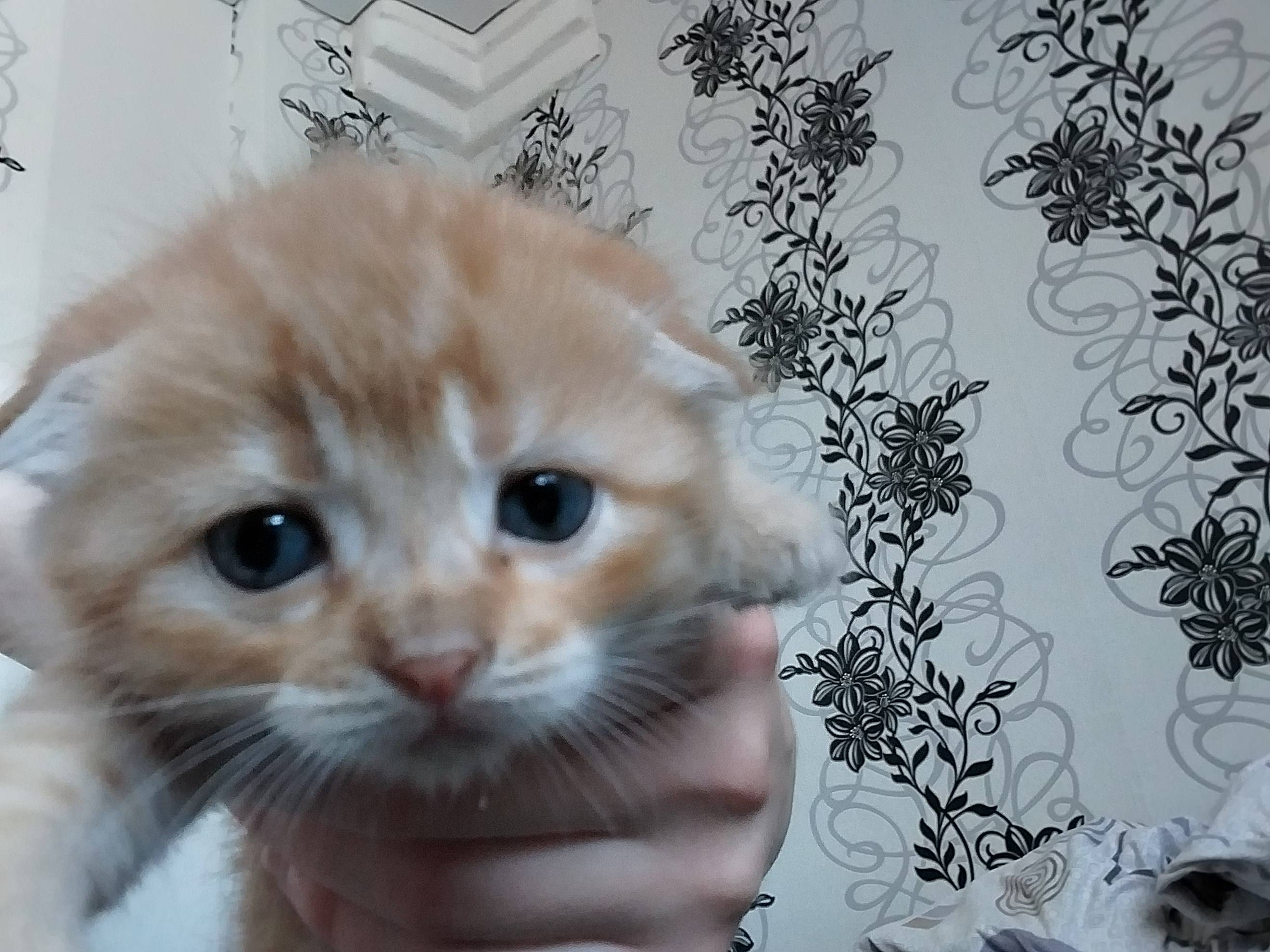 Помогите прокормить себя и нового питомца.